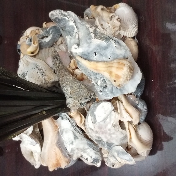 Cattail and sea shell arrangement - Picture 2 of 4